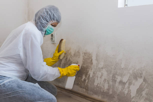 Columbus, NE Mold Remediation Company