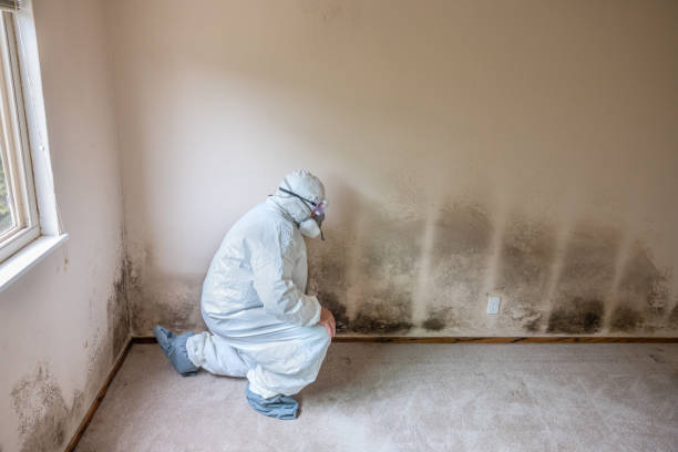 Best Residential Mold Remediation in Columbus, NE