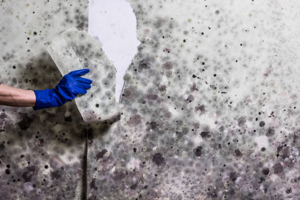 Best Crawl Space Mold Remediation in Columbus, NE
