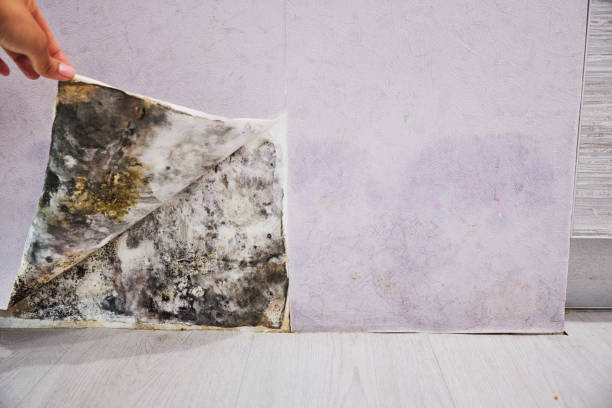 Best Residential Mold Remediation in Columbus, NE